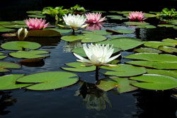 Water Lily